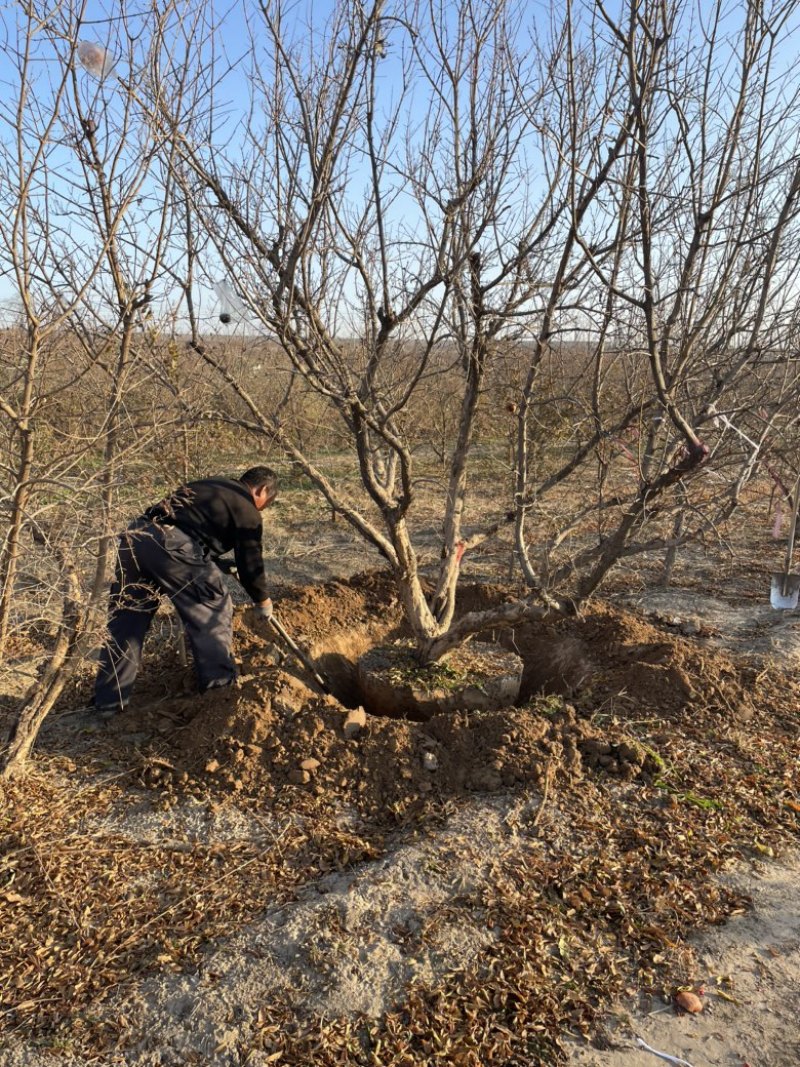 丛生石榴树，大规格丛生石榴树基地，景观石榴树