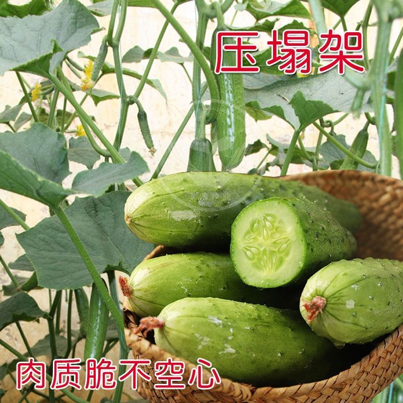 【货源充足】压塌架旱黄瓜种子水果瓜黄瓜种籽摘不败四季盆栽