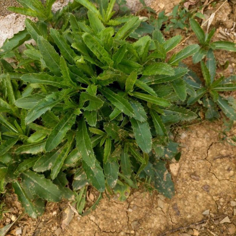 野生刺刺芽，新鲜野生七七菜止鼻血草小蓟菜刺角芽萋萋