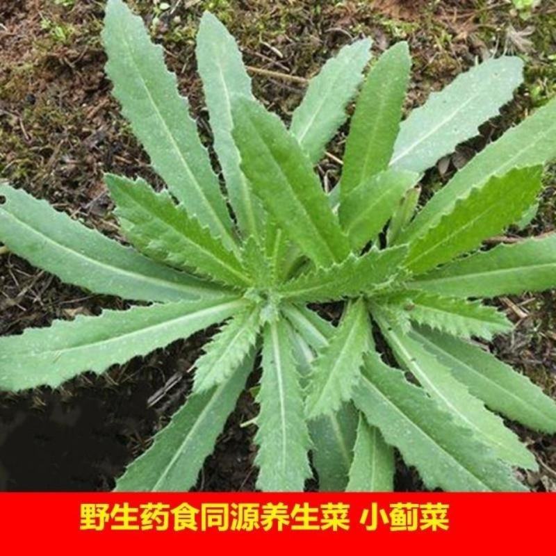 野生刺刺芽，新鲜野生七七菜止鼻血草小蓟菜刺角芽萋萋