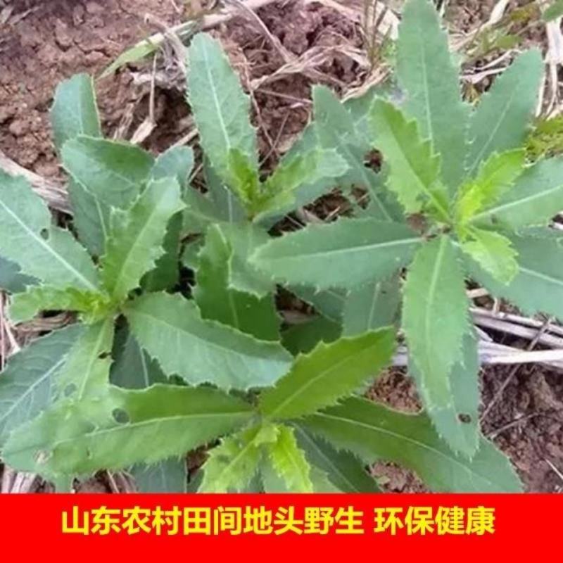 野生刺刺芽，新鲜野生七七菜止鼻血草小蓟菜刺角芽萋萋