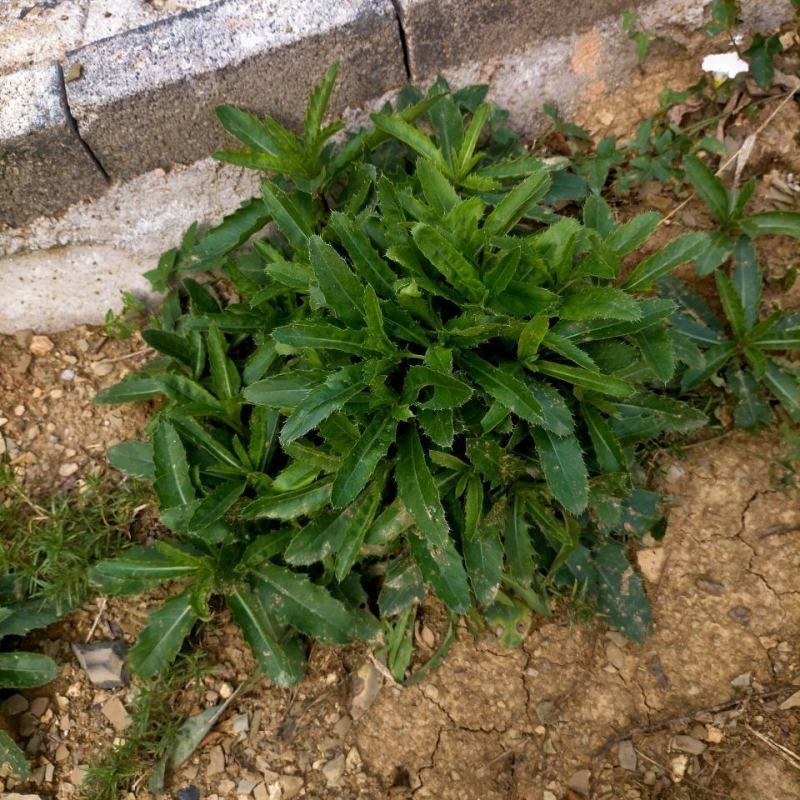 野生刺刺芽，新鲜野生七七菜止鼻血草小蓟菜刺角芽萋萋
