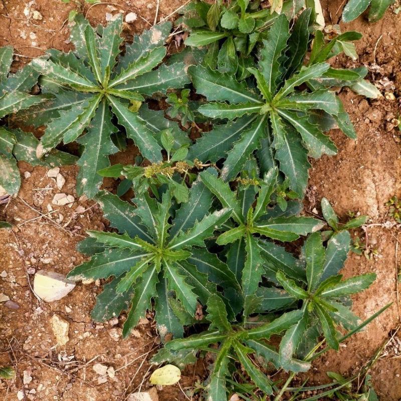 野生刺刺芽，新鲜野生七七菜止鼻血草小蓟菜刺角芽萋萋