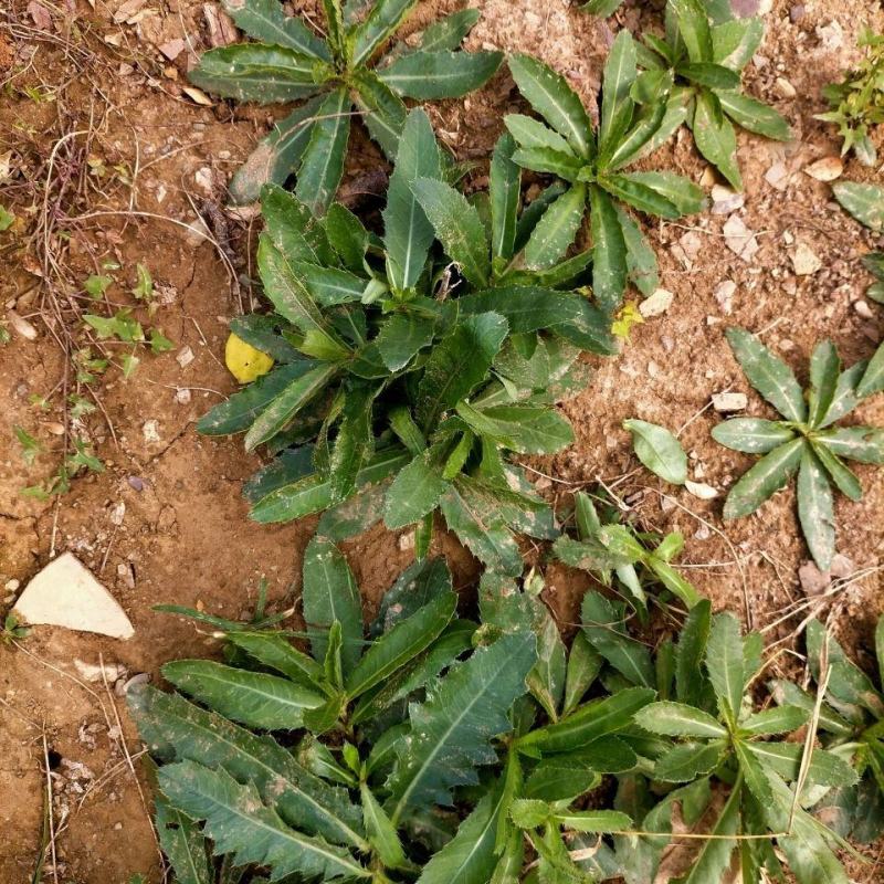 野生刺刺芽，新鲜野生七七菜止鼻血草小蓟菜刺角芽萋萋