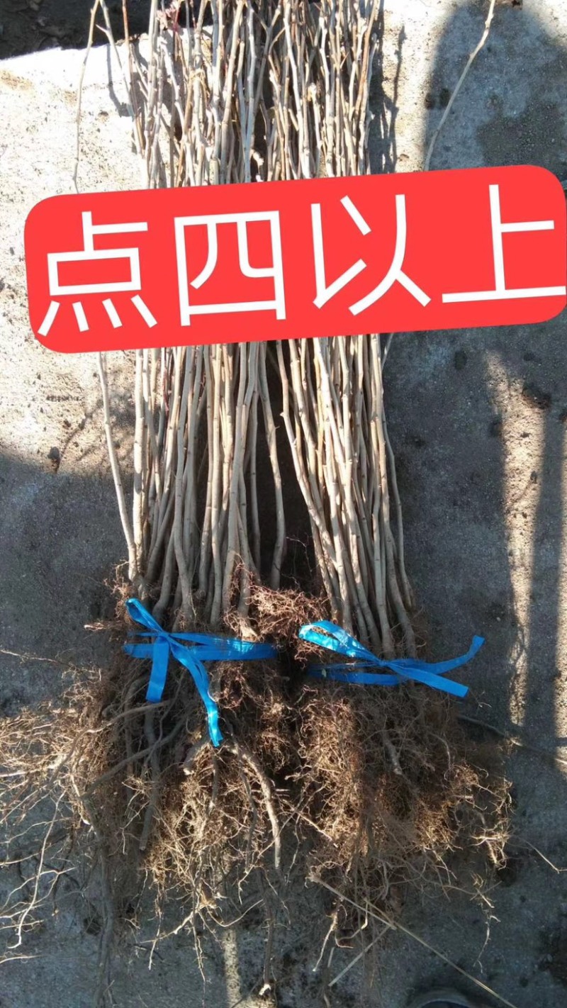 山丁子苗、山丁子树苗，嫁接苹果枕木、根系发达