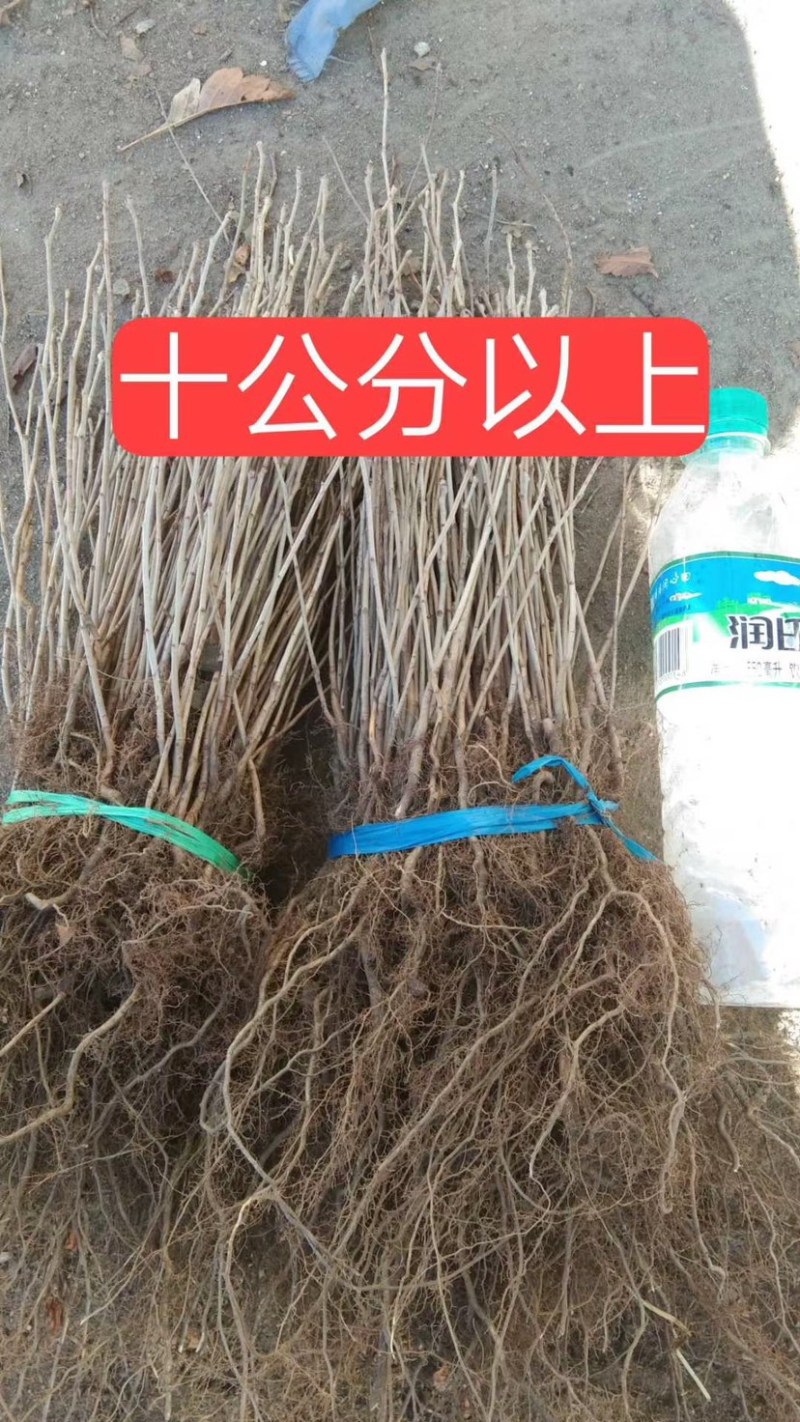 山丁子苗、山丁子树苗，嫁接苹果枕木、根系发达