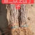 山丁子苗、山丁子树苗，嫁接苹果枕木、根系发达