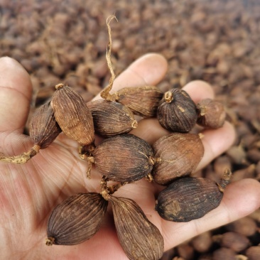 草果云南腾冲草果干货，烟熏果