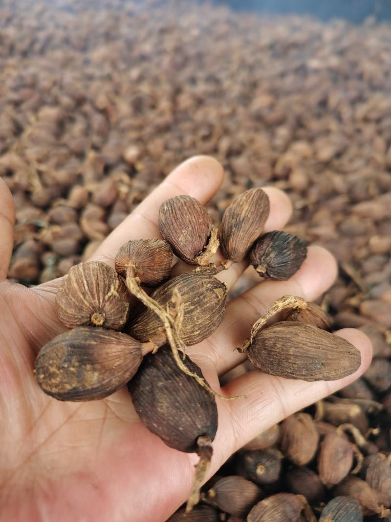 草果云南腾冲草果干货，烟熏果