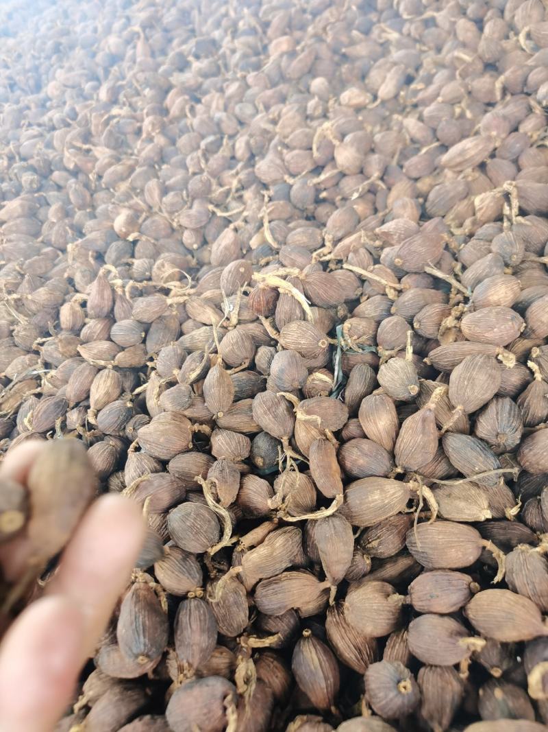 草果云南腾冲草果干货，烟熏果