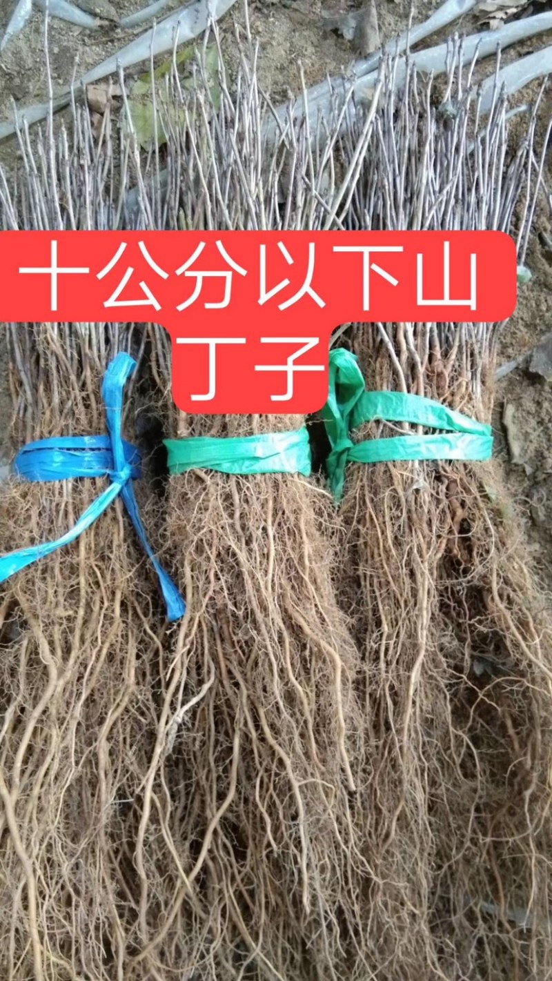 山丁子苗、山丁子树苗，嫁接苹果枕木、根系发达