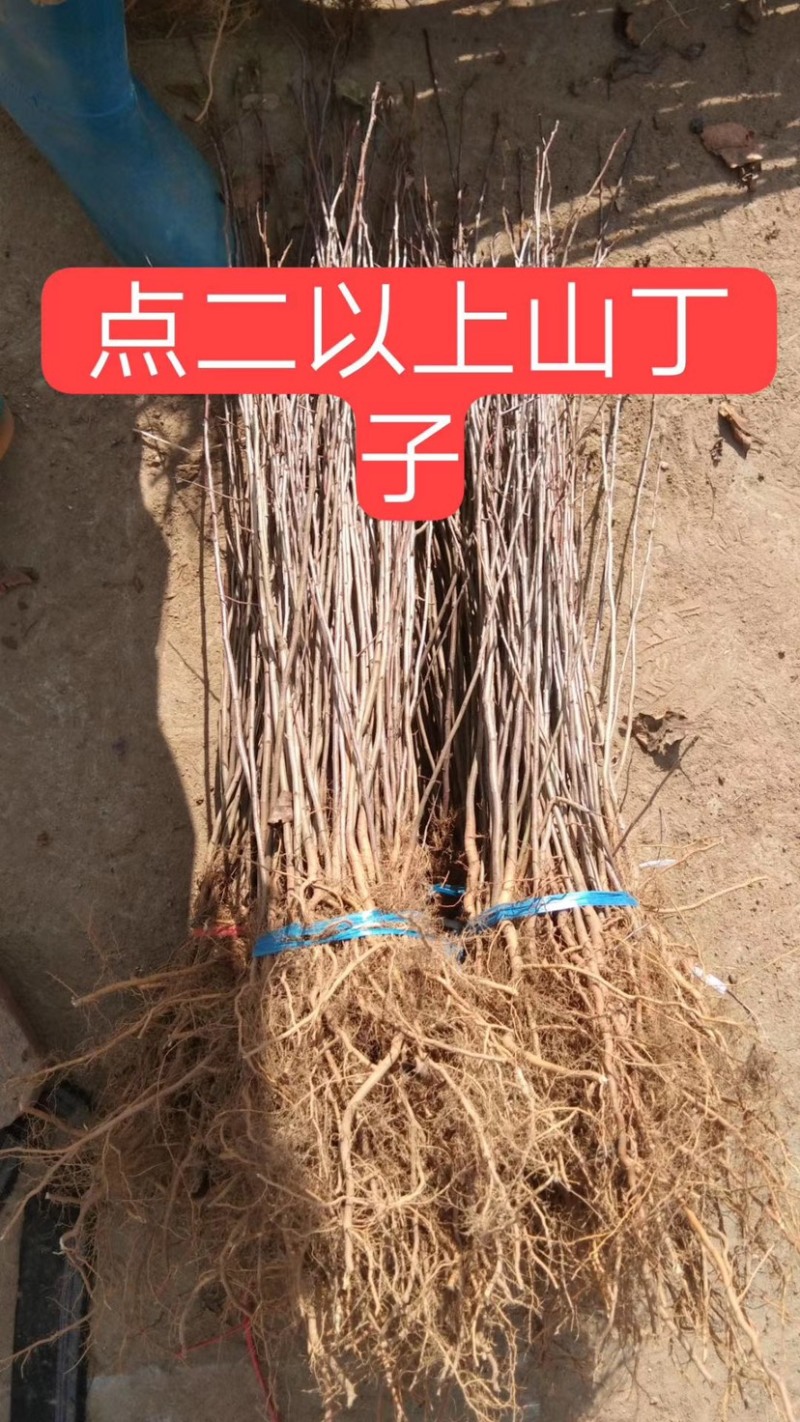 山丁子苗、山丁子树苗，嫁接苹果枕木、根系发达