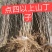 山丁子苗、山丁子树苗，嫁接苹果枕木、根系发达