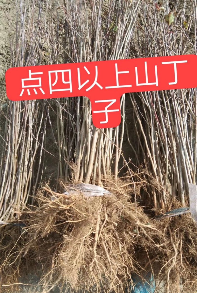 山丁子苗、山丁子树苗，嫁接苹果枕木、根系发达