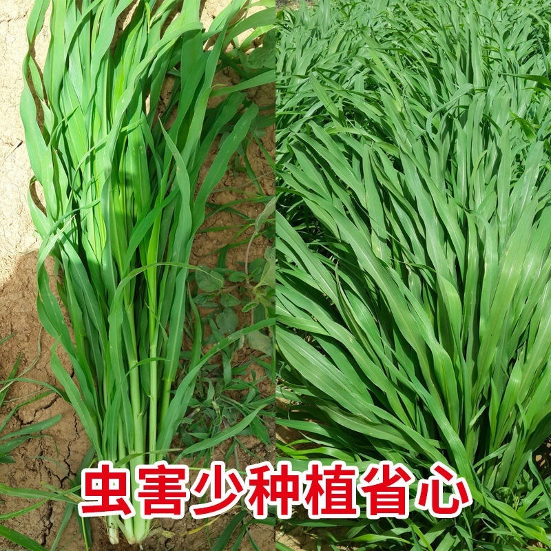 多年生牧草种子美洲杂交草狼尾草种子四季常青鸡鸭鹅牛羊鱼草