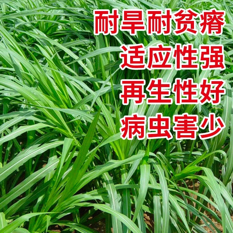 多年生牧草种子美洲杂交草狼尾草种子四季常青鸡鸭鹅牛羊鱼草