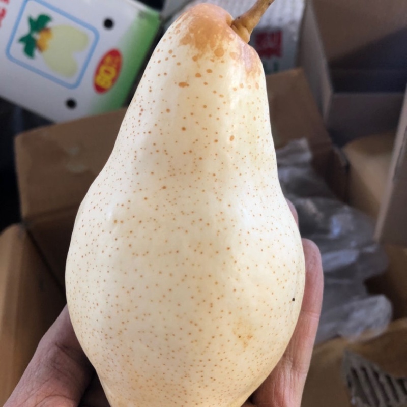 （精选）贵妃梨大量上市货源充足质量有保证实力代办