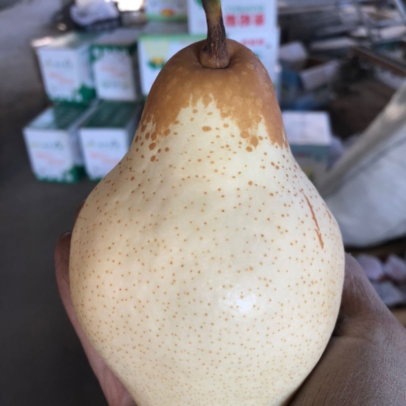 （精选）贵妃梨大量上市货源充足质量有保证实力代办