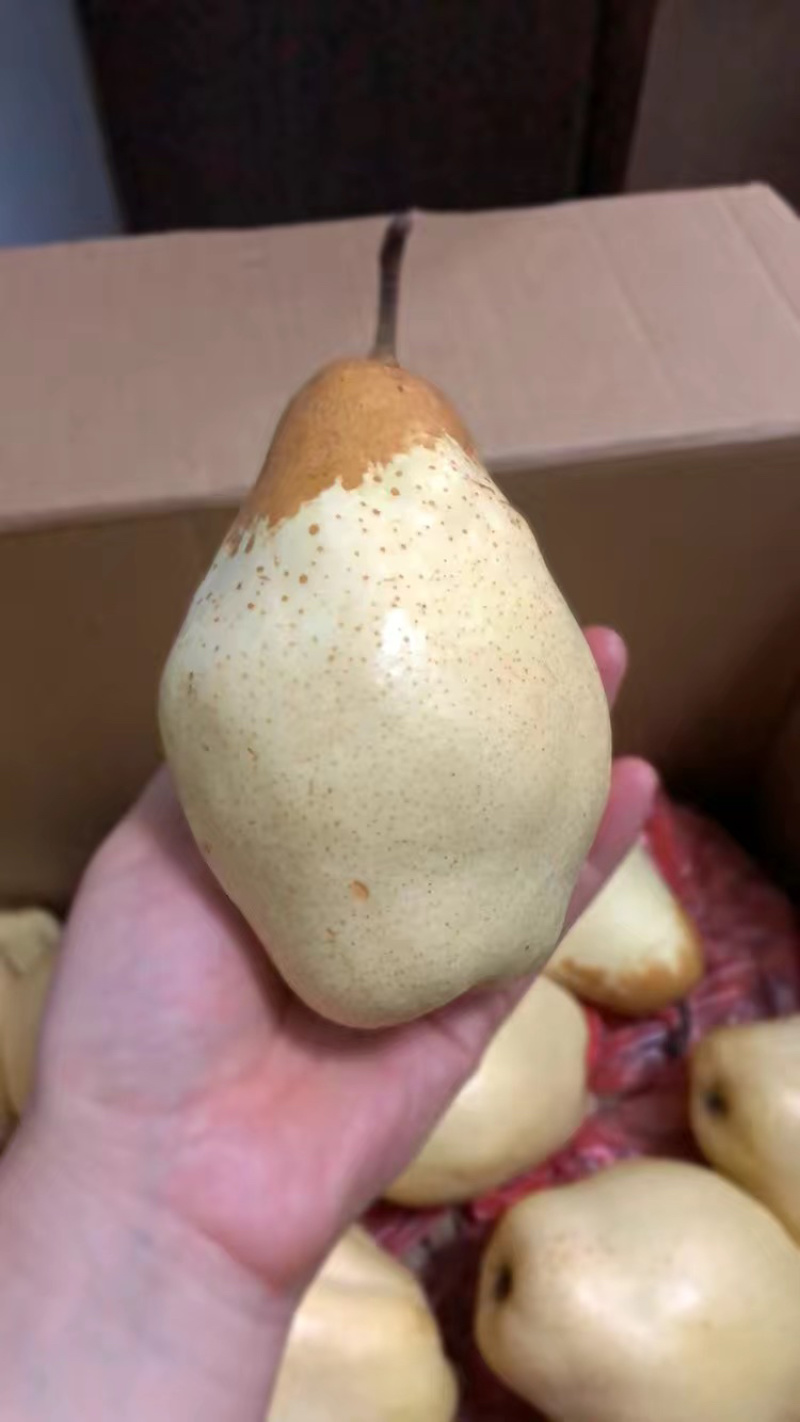 （精选）贵妃梨大量上市货源充足质量有保证实力代办