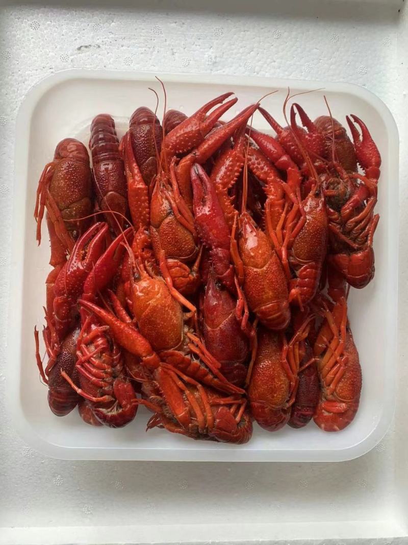 澳龙