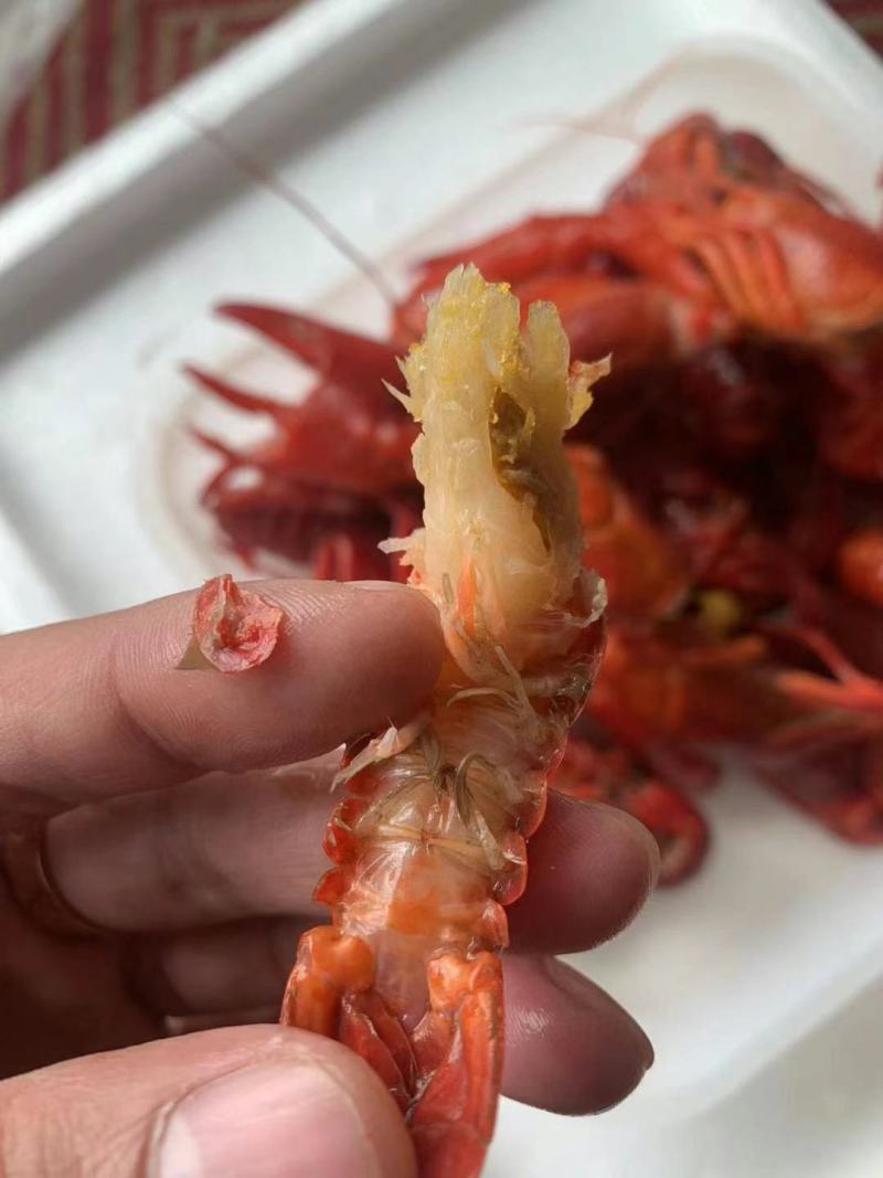 澳龙