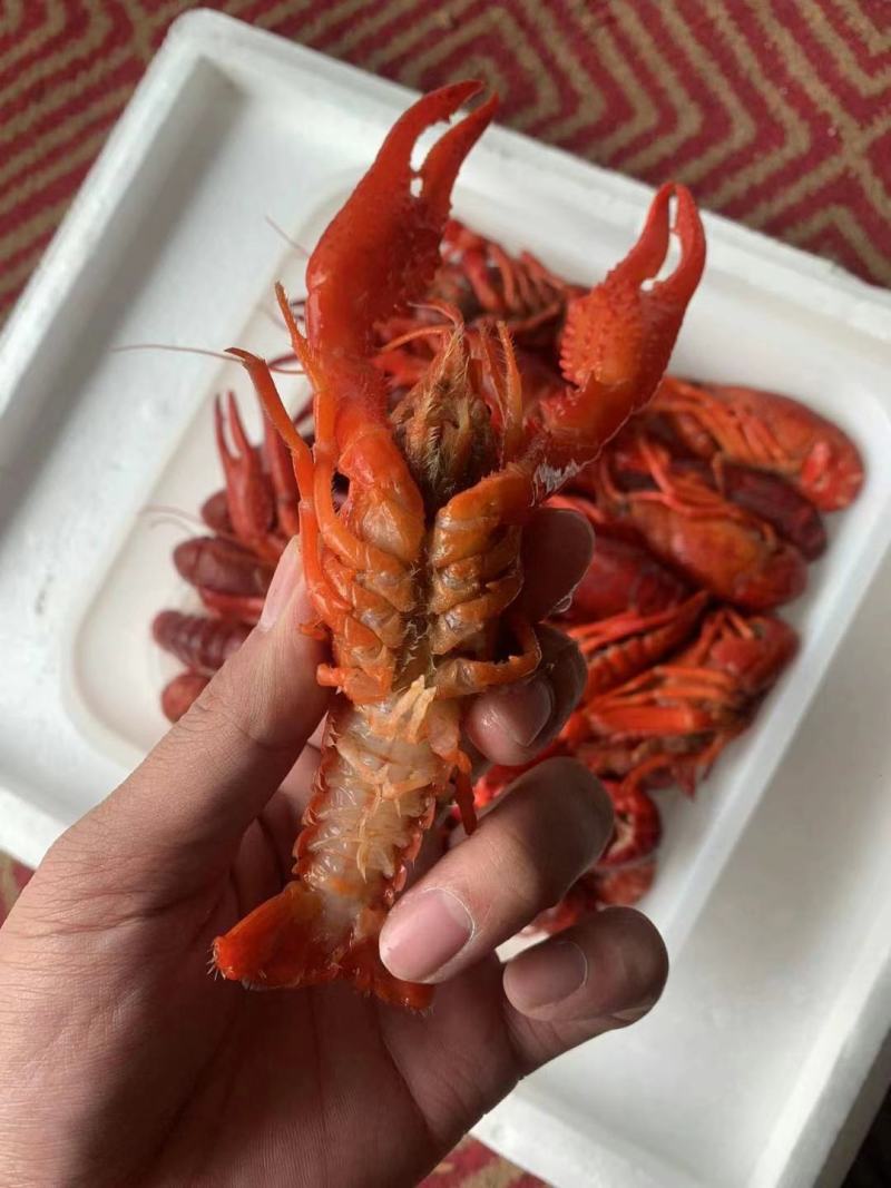 澳龙