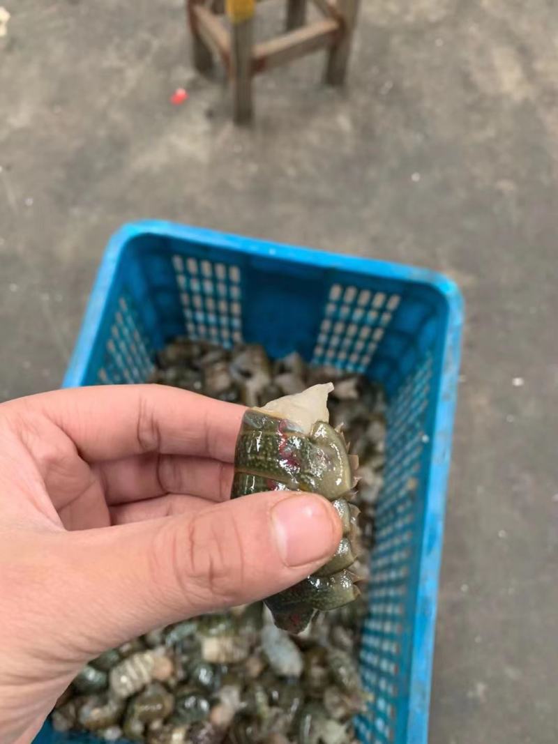 澳龙。虾尾