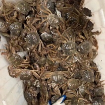 大闸蟹