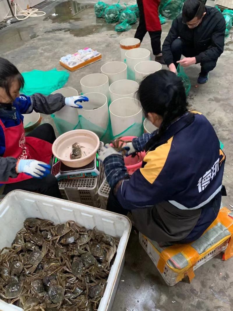 大闸蟹