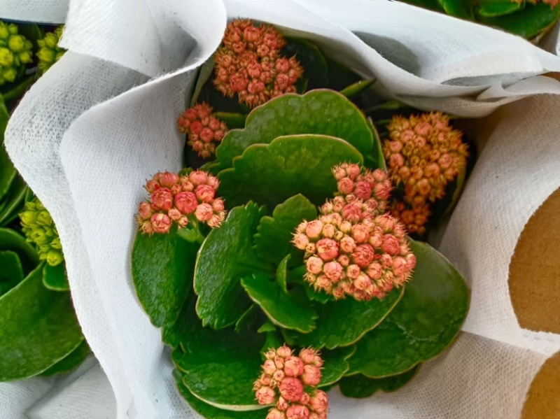 长寿花盆栽租摆花卉批发价格四季开花颜色齐全