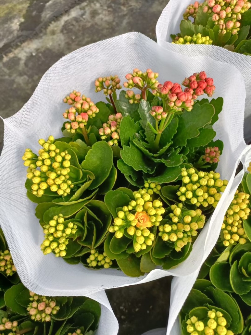 长寿花盆栽租摆花卉批发价格四季开花颜色齐全