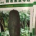 精选良种黑皮冬瓜种子，单瓜重15公斤左右，