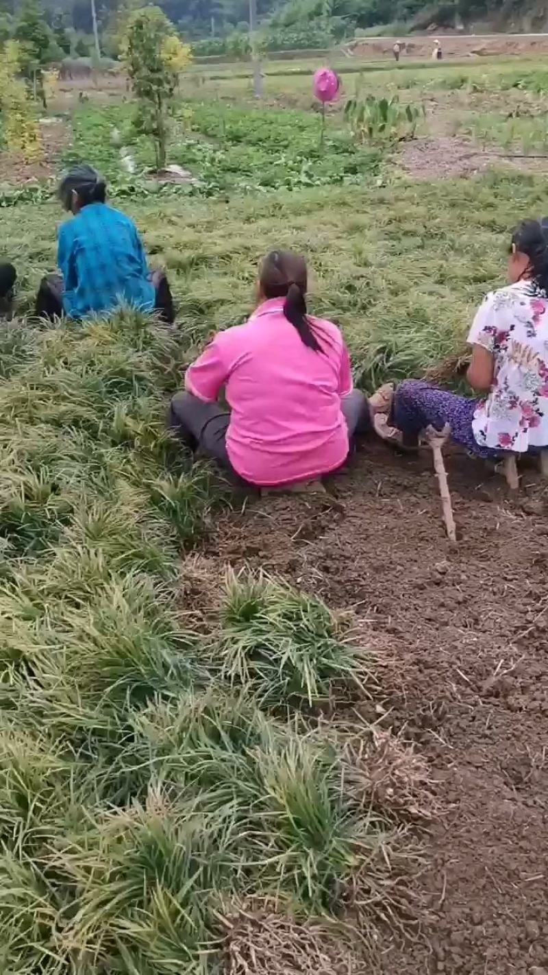 细叶麦冬草，麦冬种苗，绿化工程苗