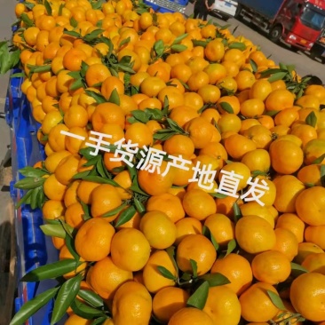 湖北早熟密橘！大量上市宜昌密橘！颜色纯正！口感超甜！