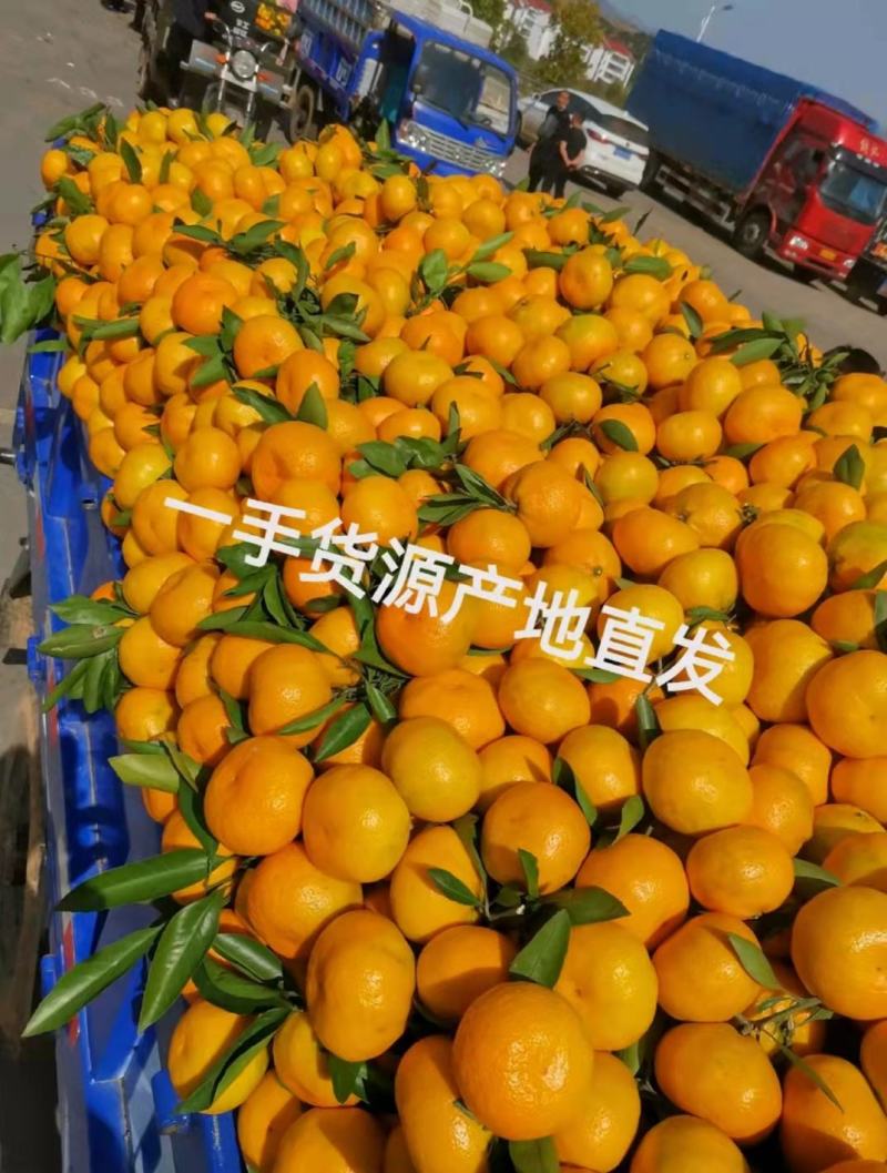 湖北早熟密橘！大量上市宜昌密橘！颜色纯正！口感超甜！