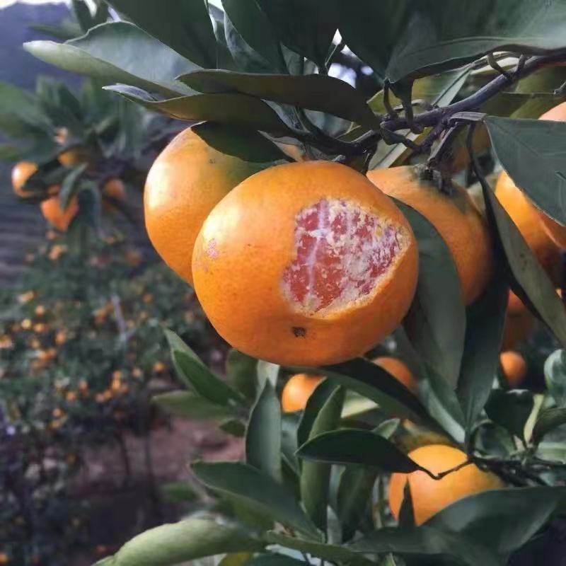 湖北早熟密橘！大量上市宜昌密橘！颜色纯正！口感超甜！