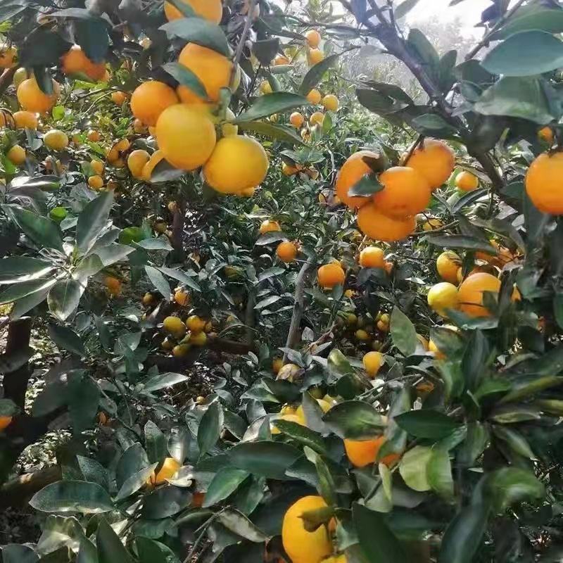 湖北早熟密橘！大量上市宜昌密橘！颜色纯正！口感超甜！
