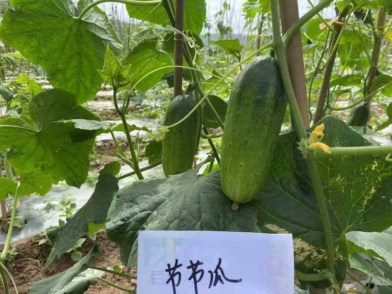 【厂家直销】爬满地水果黄瓜种子节节瓜小旱黄瓜种籽四季菜籽