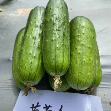 【厂家直销】爬满地水果黄瓜种子节节瓜小旱黄瓜种籽四季菜籽