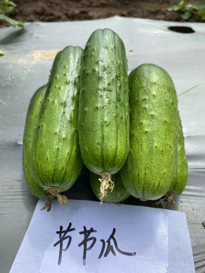 【厂家直销】爬满地水果黄瓜种子节节瓜小旱黄瓜种籽四季菜籽