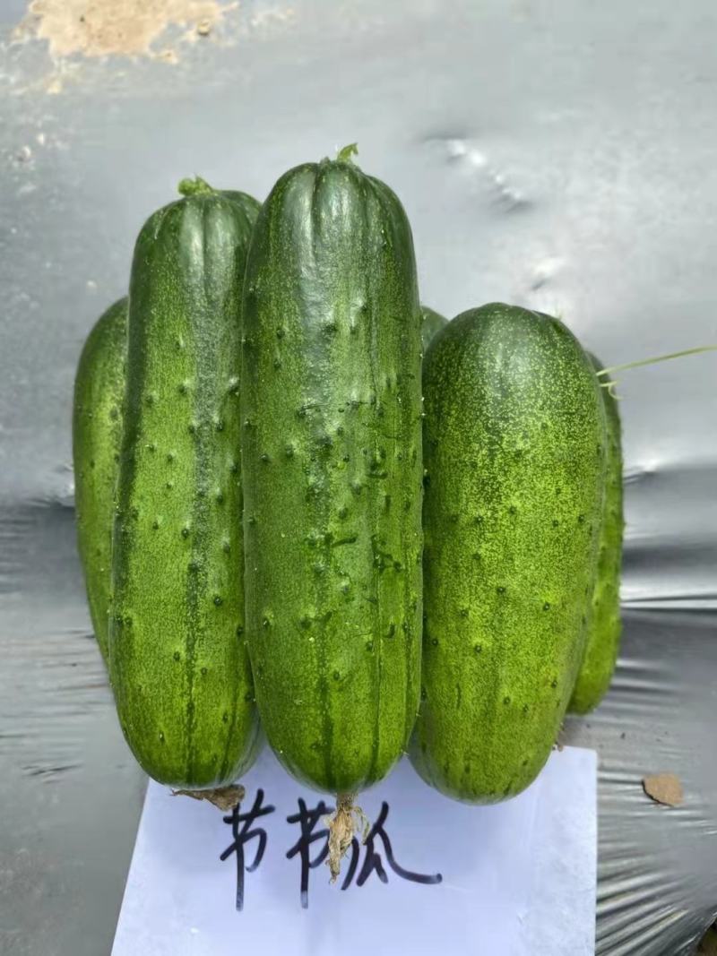 【厂家直销】爬满地水果黄瓜种子节节瓜小旱黄瓜种籽四季菜籽