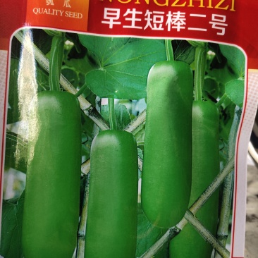 早生短棒二号胡子种子早中熟，