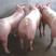 母猪二元母猪长白母猪支持全国发货质量保证货到付款