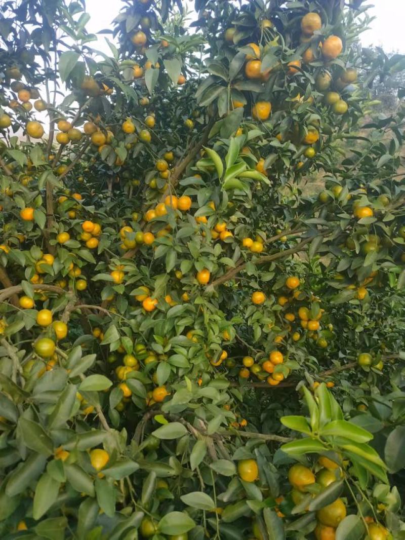 水果出售