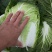 南阳白菜秋喜黄心白，4.5.6斤，质量好，价格优