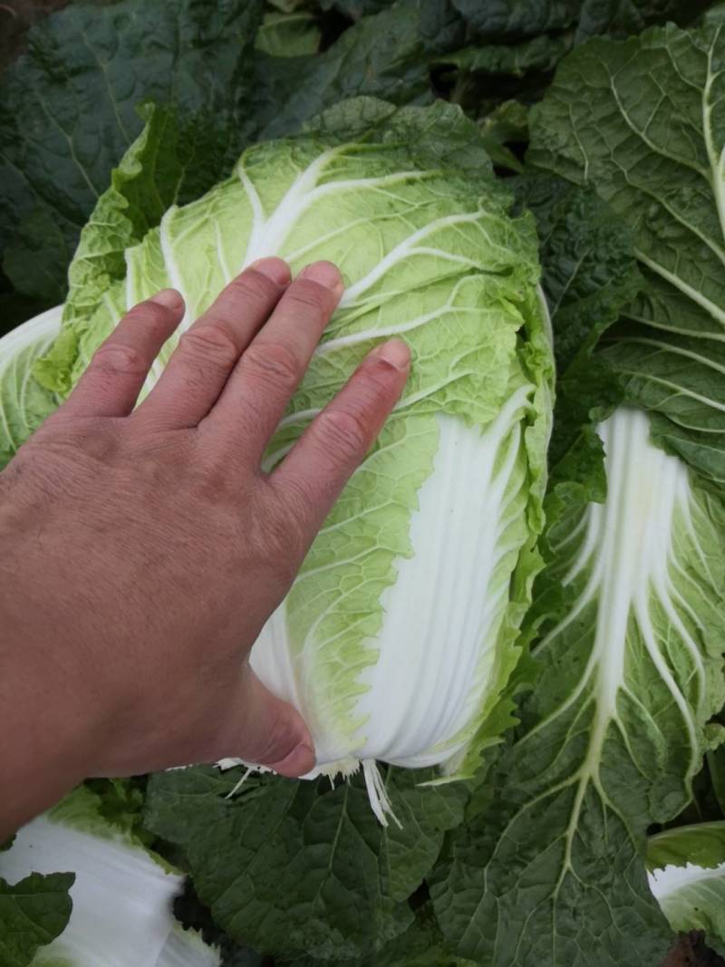 南阳白菜秋喜黄心白，4.5.6斤，质量好，价格优