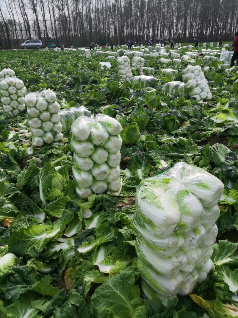 南阳白菜秋喜黄心白，4.5.6斤，质量好，价格优
