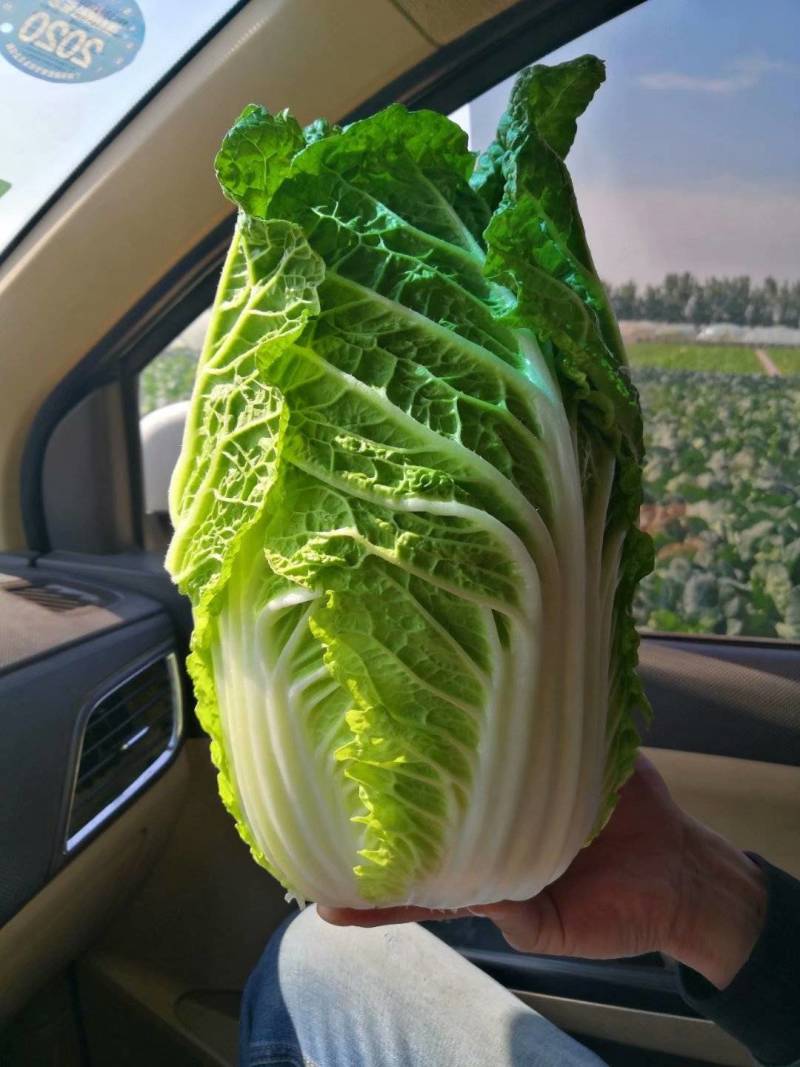 南阳白菜秋喜黄心白，4.5.6斤，质量好，价格优