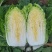 南阳白菜秋喜黄心白，4.5.6斤，质量好，价格优