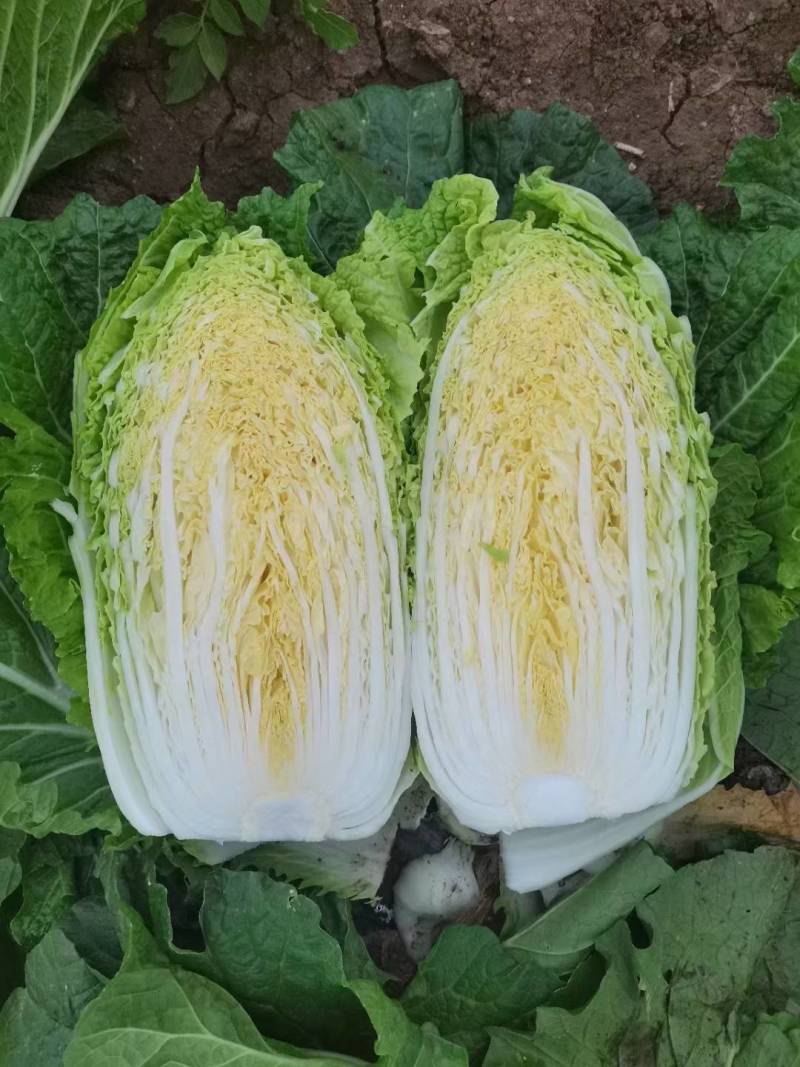 南阳白菜秋喜黄心白，4.5.6斤，质量好，价格优